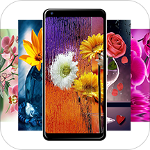 Flower Wallpapers - Colorful Flowers | HD