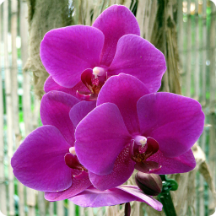 Orchid Wallpapers