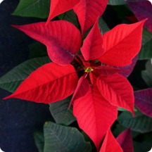 Poinsettia Wallpapers